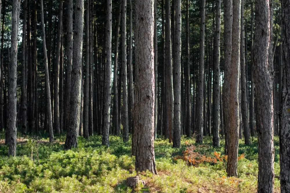 Dense forest with tall pine trees and green undergrowth illuminated by sunlight.